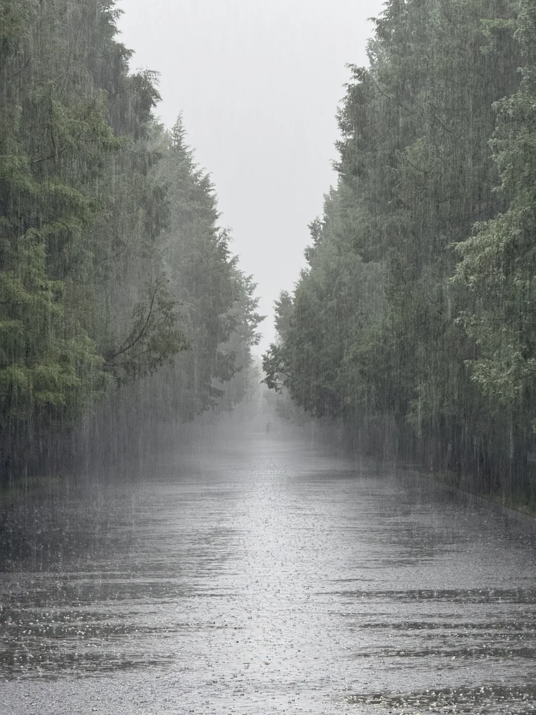 Wet weather scenery at West Gate during rain photography