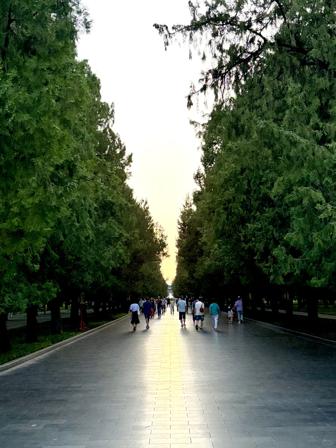 Sunset over green trees at Beijing Sky Park